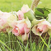 Roses 2200770 640 Elisabethenfeier