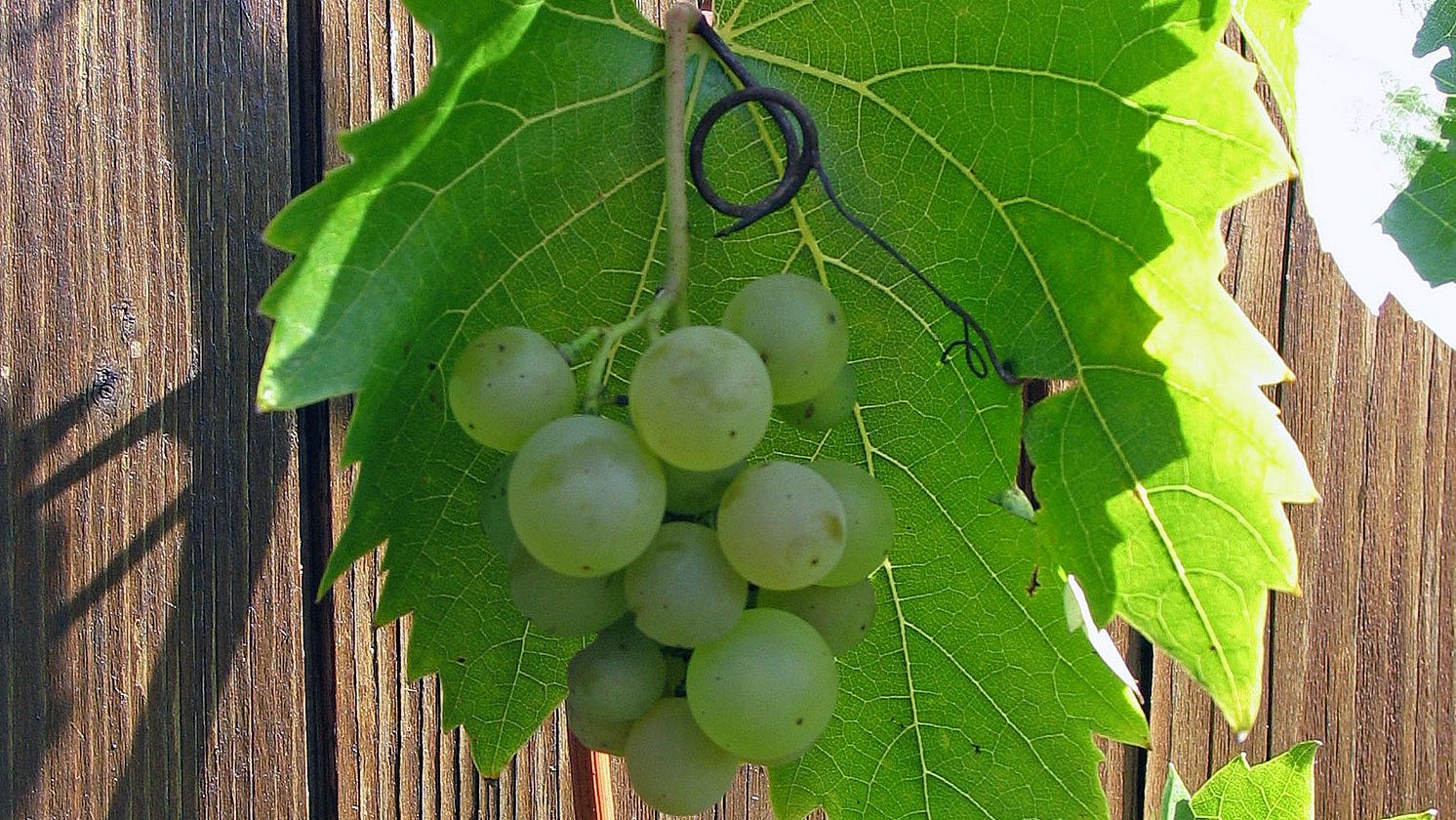 Das Bild zeigt eine Weinrebe sowie Weinblätter. Im Hintergrund sind Holzbretter zu sehen. 